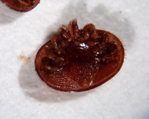 Varroa vista ventral